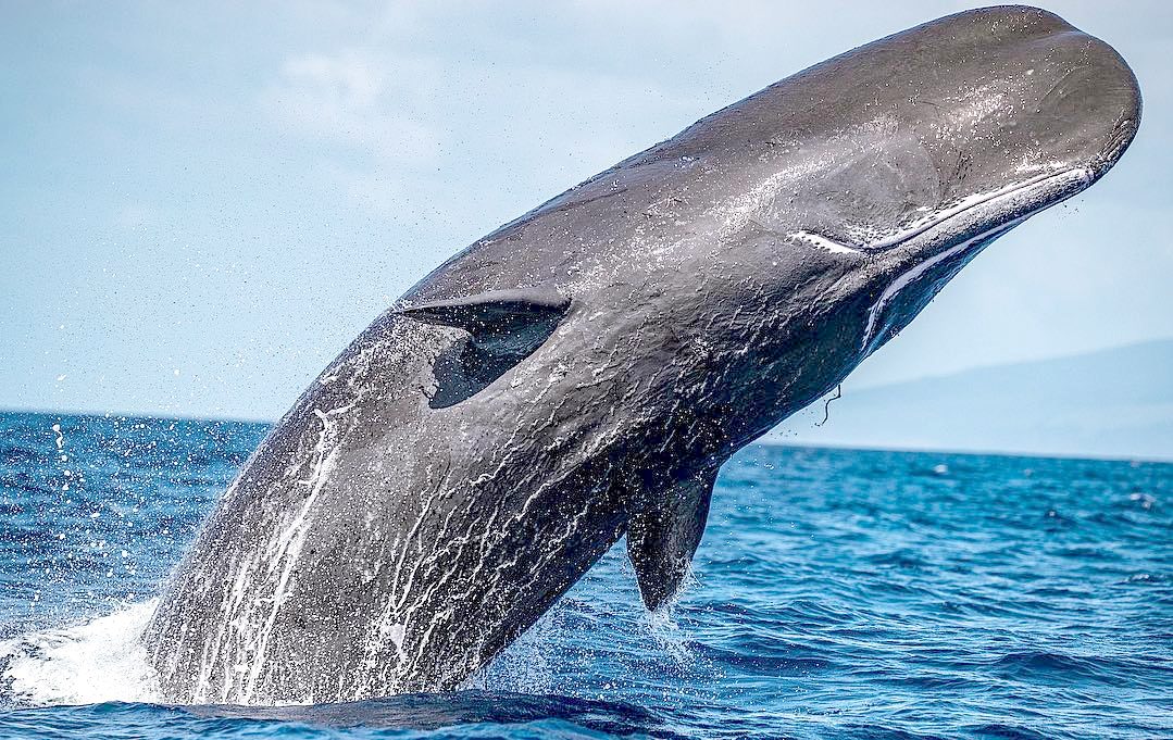 A giant sperm whale broaching
