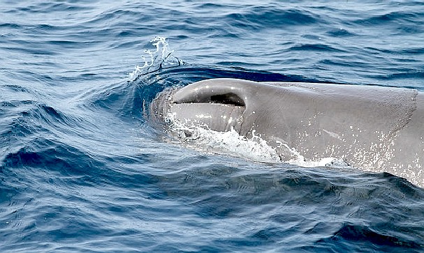 A sperm whale's blowhole, nostrils for breathing air and expelling water