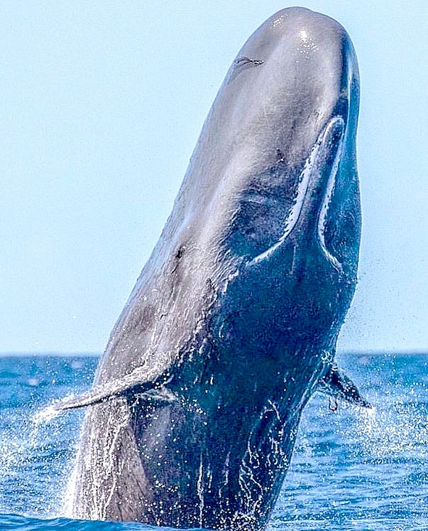 A large sperm whale broaching