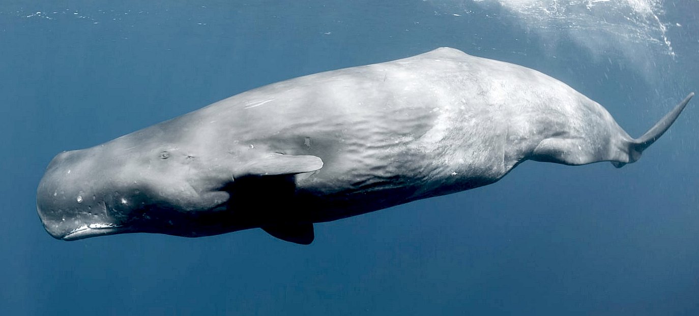 albino sperm whales